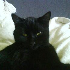 Blanding af racer Kirsten