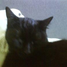 Blanding af racer Kirsten