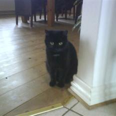 Blanding af racer Kirsten