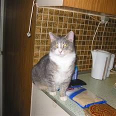 Blanding af racer oskar