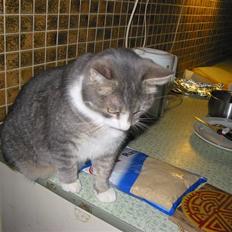 Blanding af racer oskar