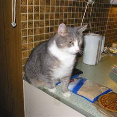 Blanding af racer oskar