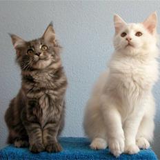 Maine Coon Guldfakse's Boppin' Out