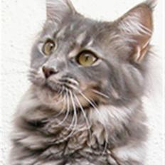 Maine Coon Guldfakse's Boppin' Out