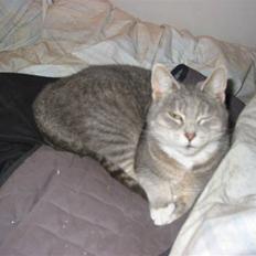 Blanding af racer olga