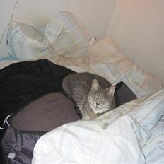 Blanding af racer olga