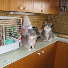 Blanding af racer olga