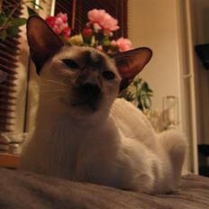 Siameser Haslund's Claudius(DØD)