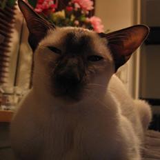 Siameser Haslund's Claudius(DØD)