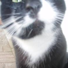 Blanding af racer Zule