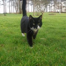 Blanding af racer Zule