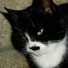 Huskat Banditten :o)