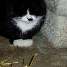 Huskat Banditten :o)