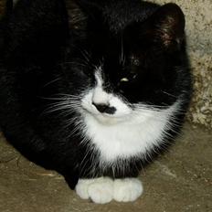 Huskat Banditten :o)