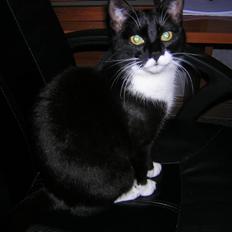 Huskat Sif *R.I.P 20.07.12*