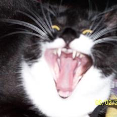 Huskat Sif *R.I.P 20.07.12*