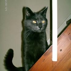 Huskat Tumle (min mors kat)