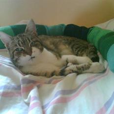 Huskat Sofie Troldepus