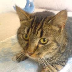 Huskat Lille mis|SOLGT|