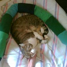 Huskat Sofie Troldepus