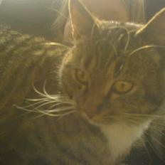 Huskat Lille mis|SOLGT|