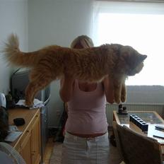 Blanding af racer Arthas