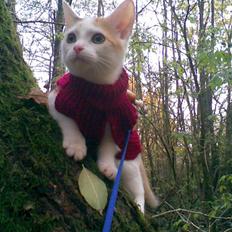 Blanding af racer Kida *solgt*