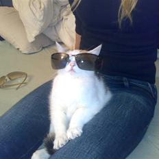 Blanding af racer Kida *solgt*