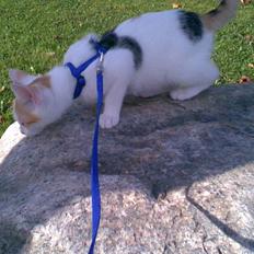 Blanding af racer Kida *solgt*