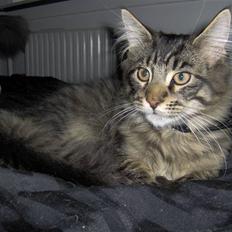 Maine Coon Dusty -(Adam)