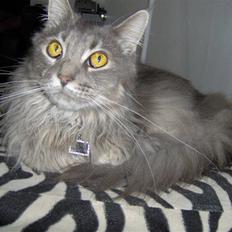 Maine Coon Main-niqua (RIP)