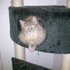 Blanding af racer Chili :D (R.I.P)