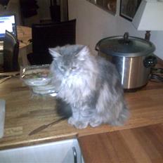 Blanding af racer Chili :D (R.I.P)