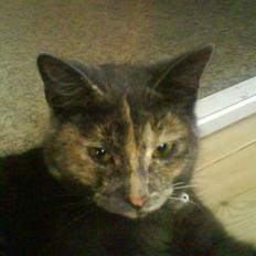 Huskat Piv >>--(¯`v´¯)-> 