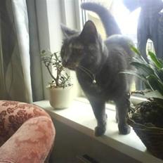 Huskat Piv >>--(¯`v´¯)-> 