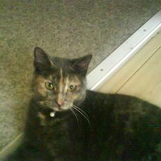 Huskat Piv >>--(¯`v´¯)-> 