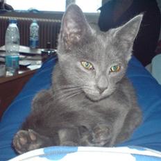 Huskat Hr. Vimse <3 R.I.P