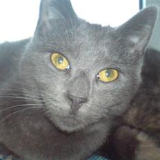 Huskat Hr. Vimse <3 R.I.P