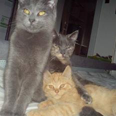 Huskat Hr. Vimse <3 R.I.P