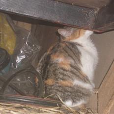 Blanding af racer bambi