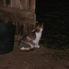 Blanding af racer bambi