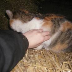 Blanding af racer bambi