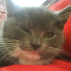 Blanding af racer Bambi