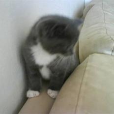 Blanding af racer Bambi