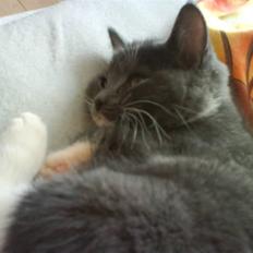 Blanding af racer Bambi