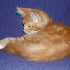 Maine Coon Minimis