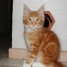Maine Coon Minimis
