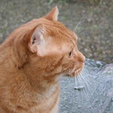 Blanding af racer Mitch