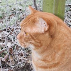 Blanding af racer Mitch