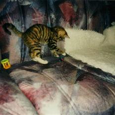 Huskat Fie *Er nu himmelkat*